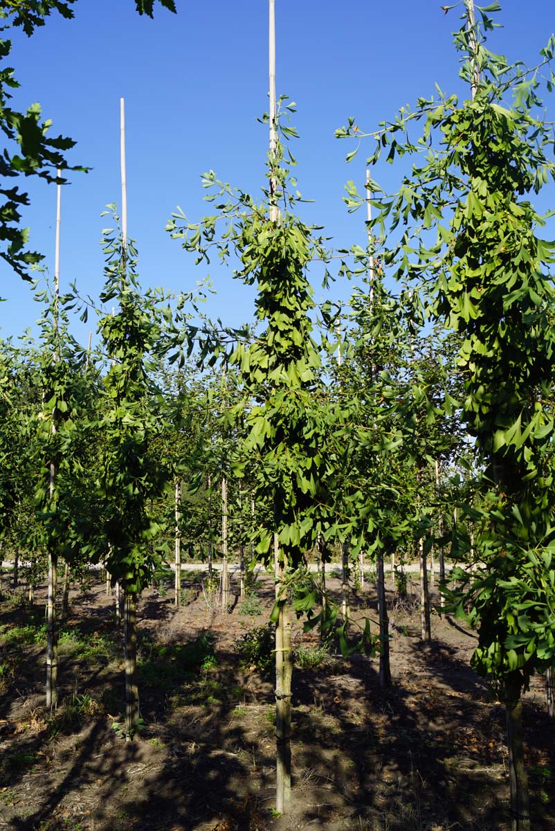Ginkgo biloba 'Saratoga' op stam