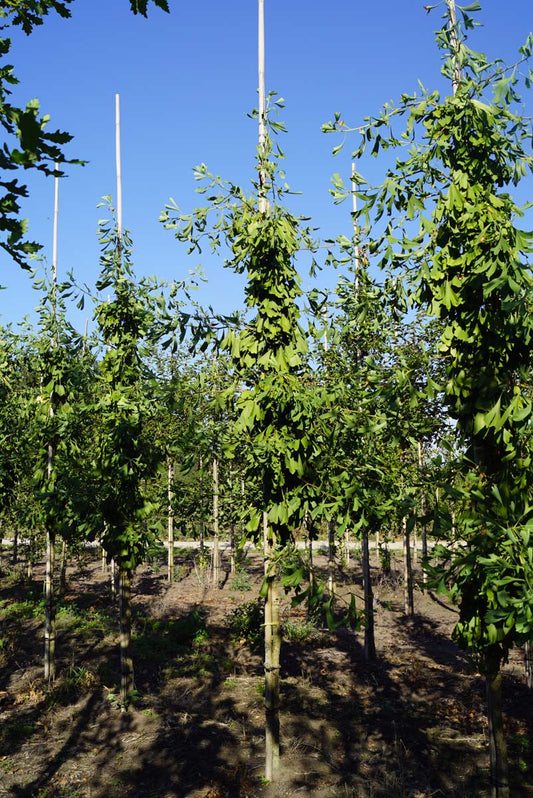 Ginkgo biloba 'Saratoga' op stam