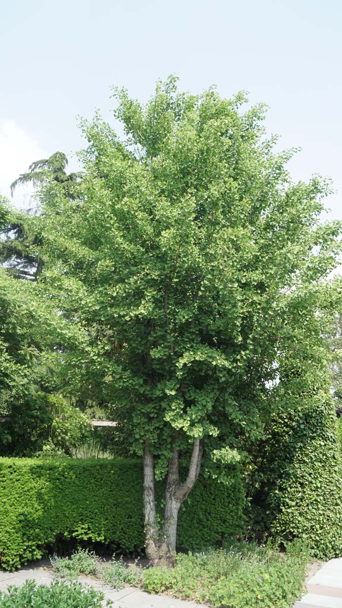 Ginkgo biloba 'Tit' solitair