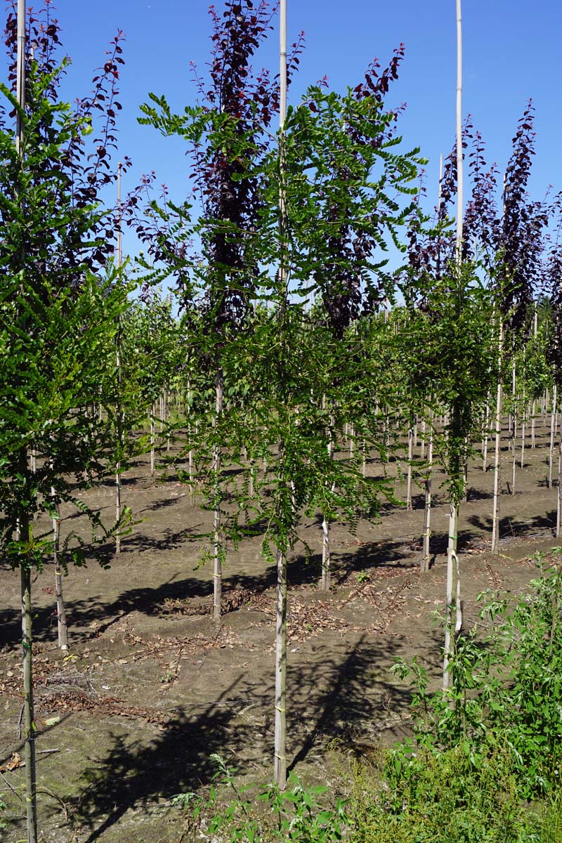 Gleditsia sinensis op stam op stam