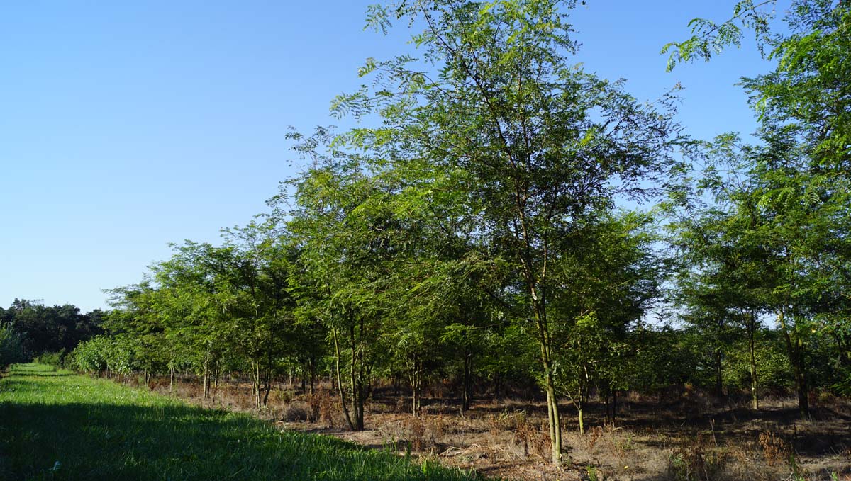 Gleditsia triacanthos meerstammig / struik meerstammig