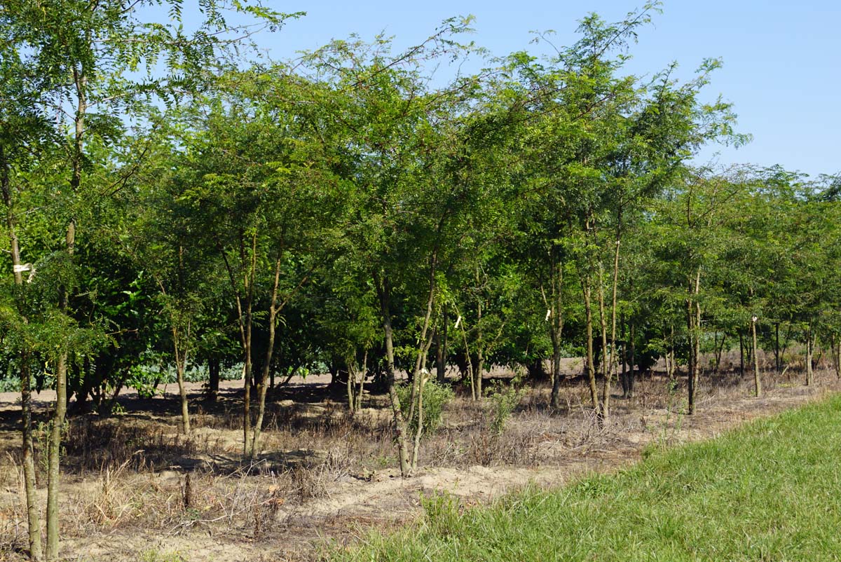 Gleditsia triacanthos meerstammig / struik meerstammig