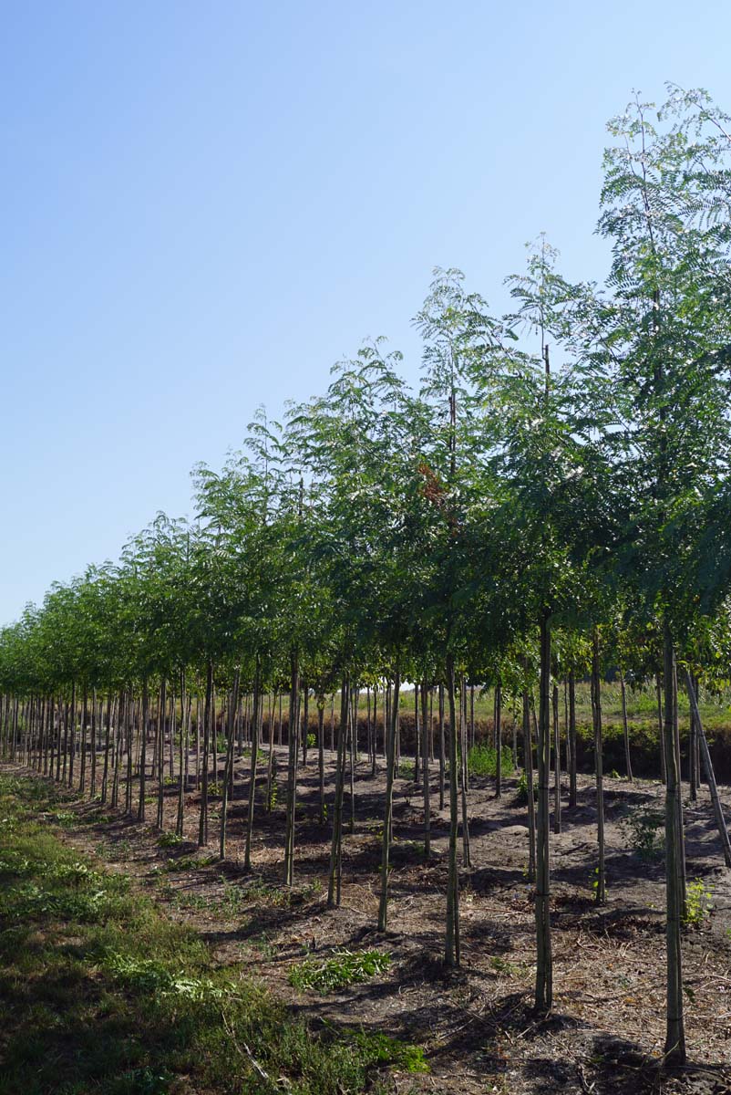 Gleditsia triacanthos 'Draves' op stam