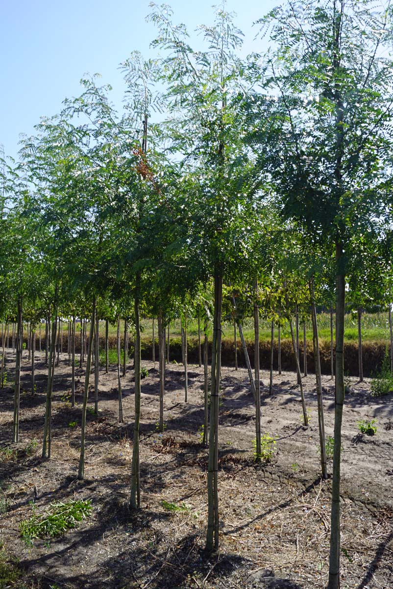 Gleditsia triacanthos 'Draves' op stam