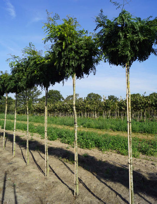 Gleditsia triacanthos 'Elegantissima' op stam op stam