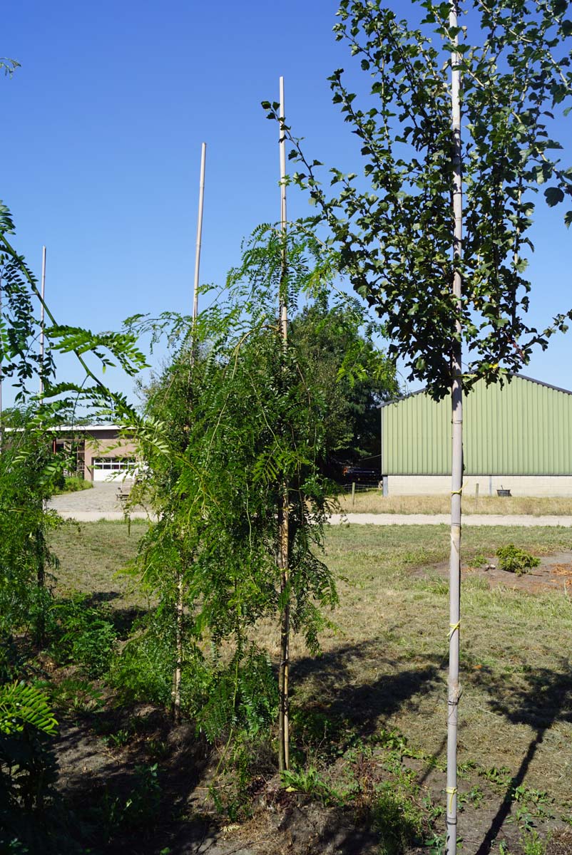 Gleditsia triacanthos 'Emerald Cascade' op stam