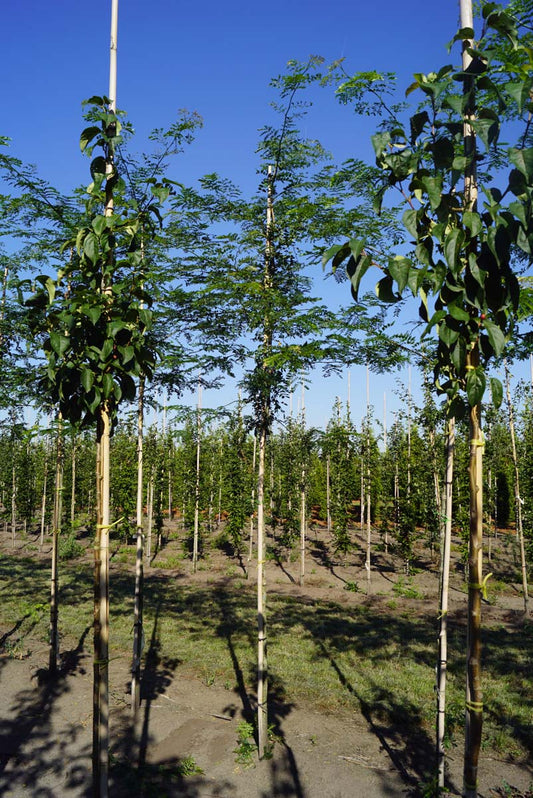 Gleditsia triacanthos inermis op stam op stam