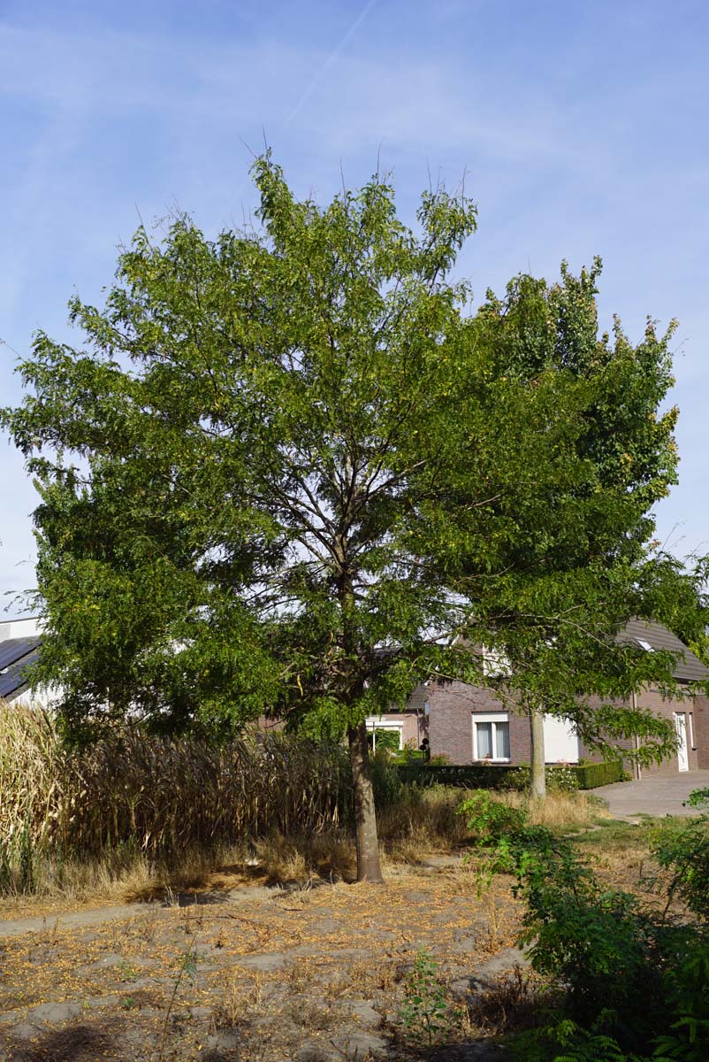 Gleditsia triacanthos 'Skyline' solitair solitair