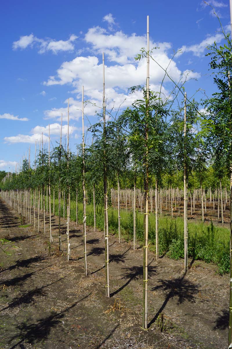 Gleditsia triacanthos 'Skyline' op stam op stam