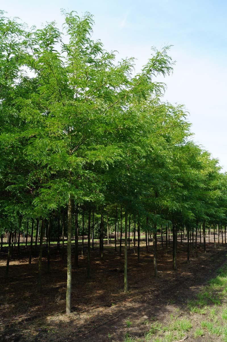 Gleditsia triacanthos 'Sunburst' op stam op stam