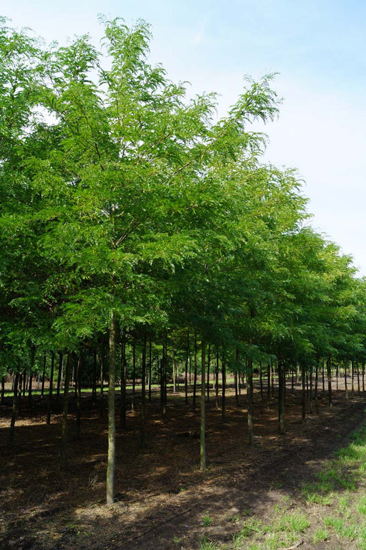 Gleditsia triacanthos 'Sunburst' op stam op stam