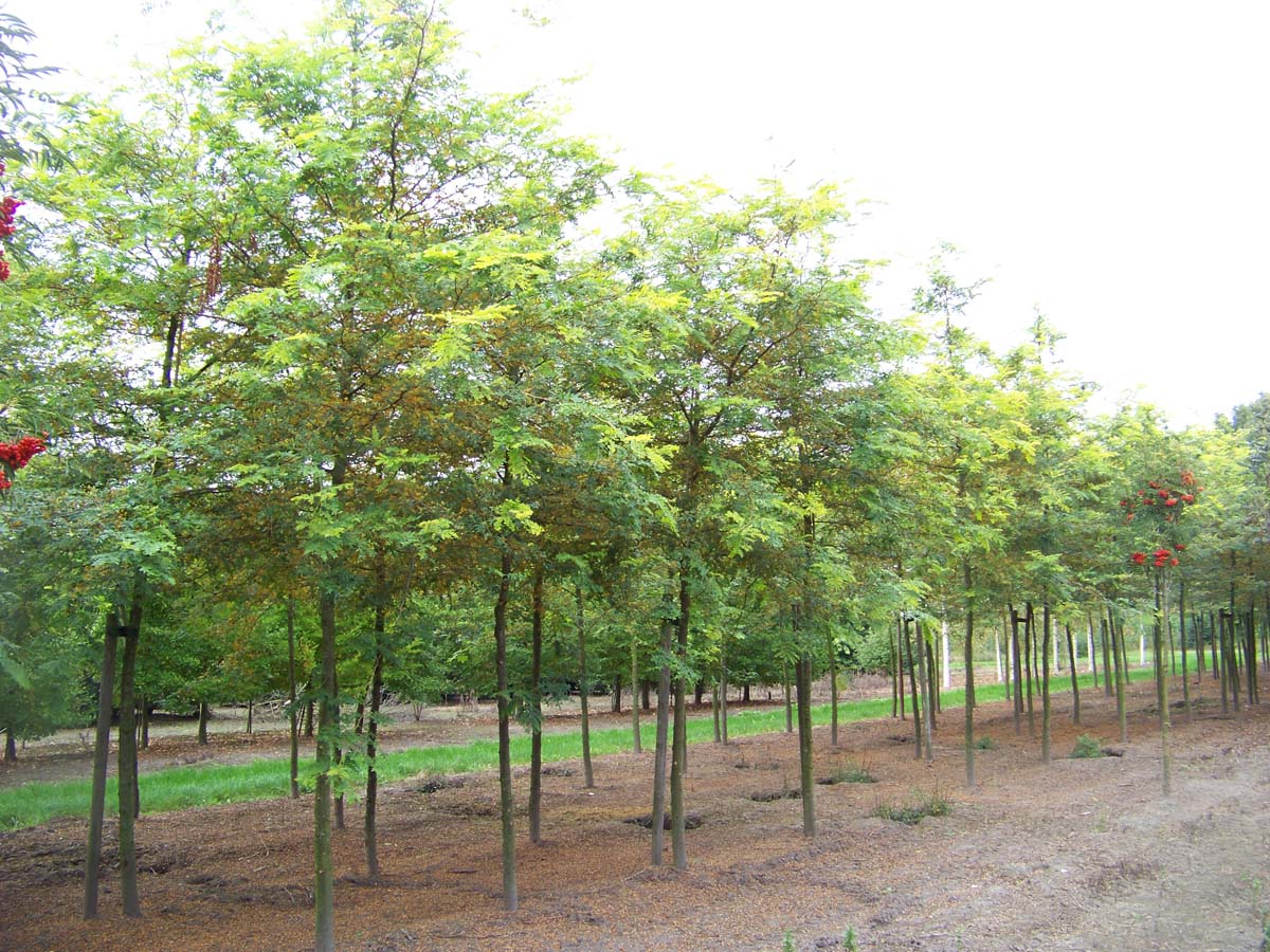 Gleditsia triacanthos 'Sunburst' op stam op stam