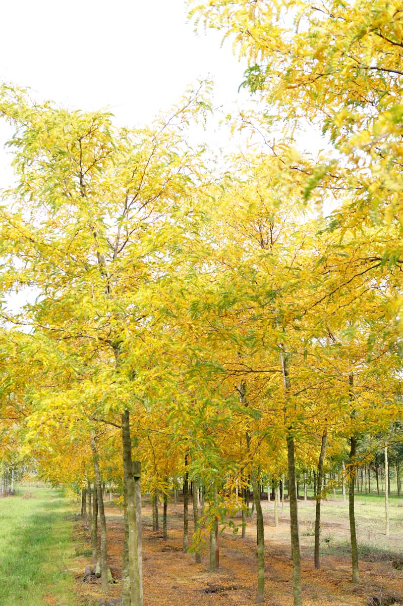 Gleditsia triacanthos 'Sunburst' op stam op stam