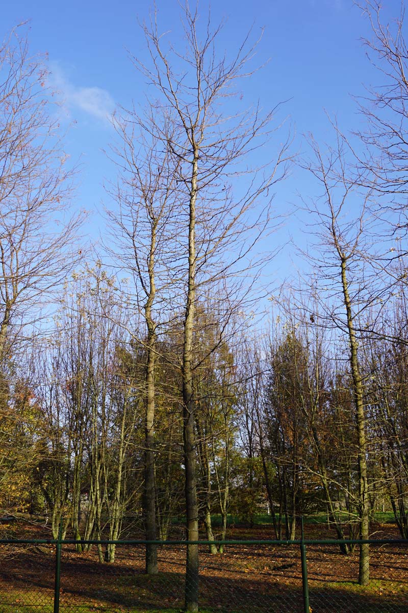 Gleditsia triacanthos 'Sunburst' op stam op stam