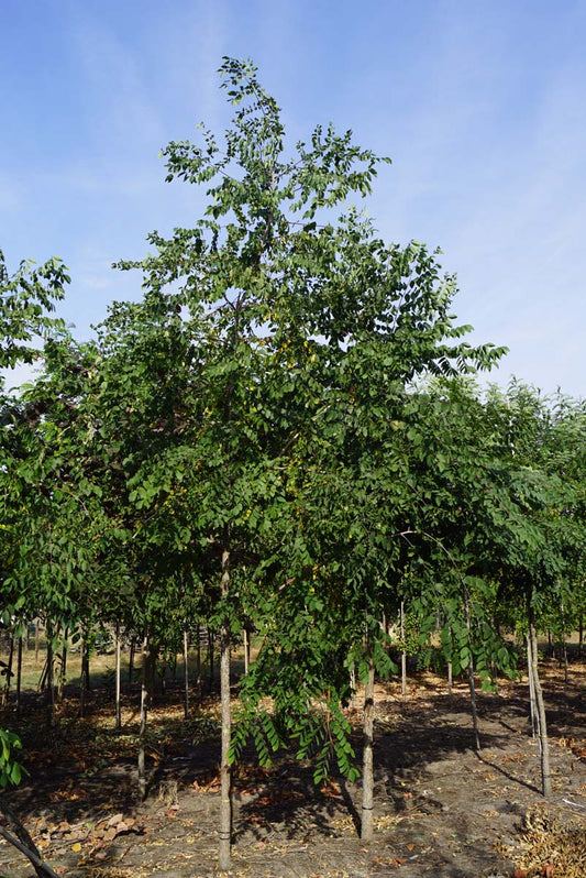 Gymnocladus dioica op stam op stam
