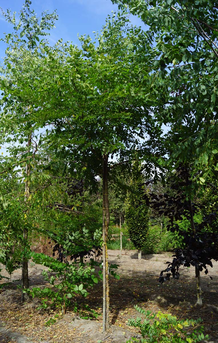 Gymnocladus dioica op stam op stam