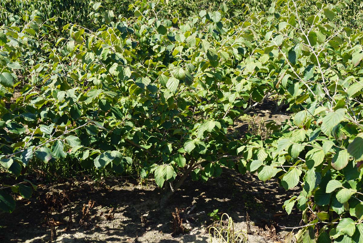 Hamamelis intermedia 'Diane' meerstammig / struik meerstammig