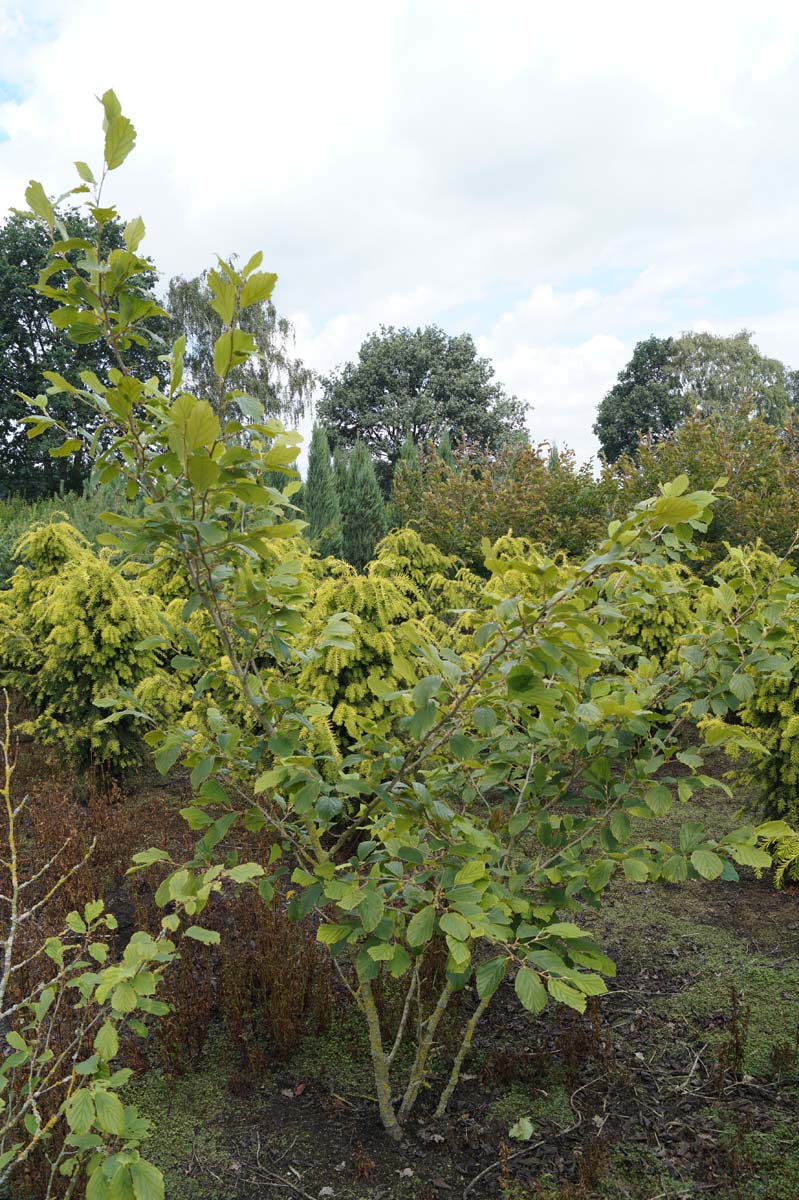 Hamamelis intermedia 'Orange Beauty' meerstammig / struik struik