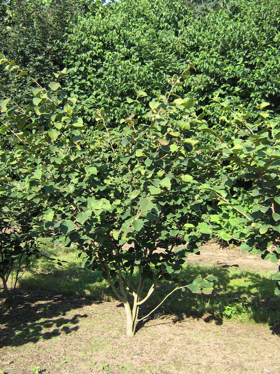 Hamamelis intermedia 'Pallida' meerstammig / struik struik