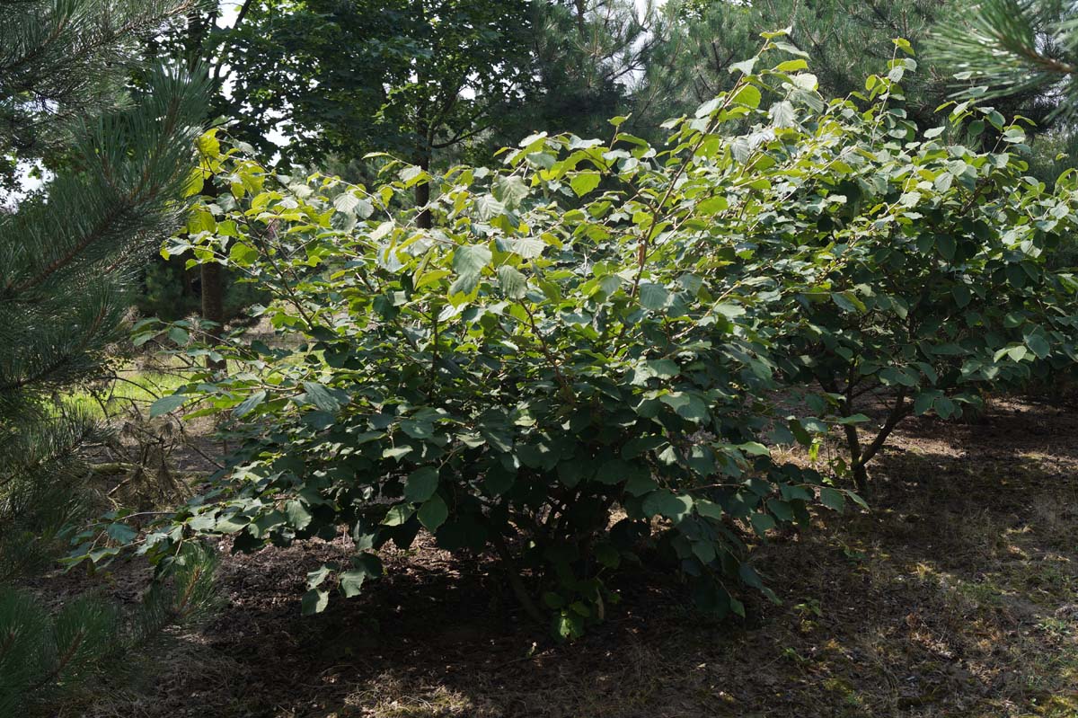 Hamamelis intermedia 'Pallida' meerstammig / struik struik