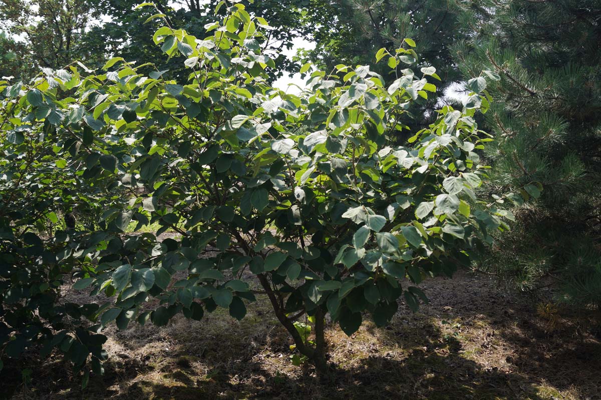 Hamamelis intermedia 'Pallida' meerstammig / struik struik