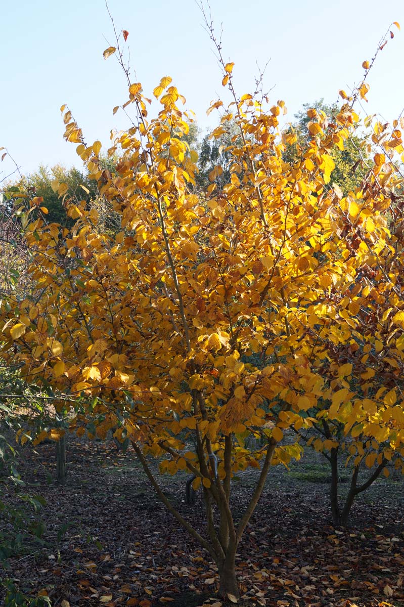 Hamamelis intermedia 'Pallida' meerstammig / struik struik