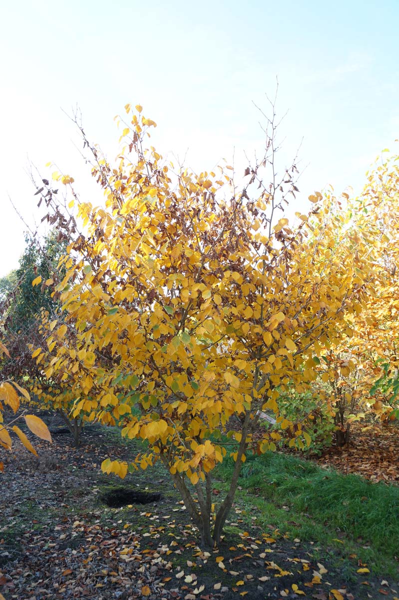 Hamamelis intermedia 'Pallida' meerstammig / struik struik
