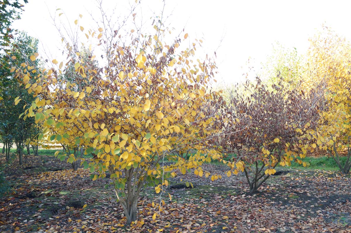 Hamamelis intermedia 'Pallida' meerstammig / struik struik