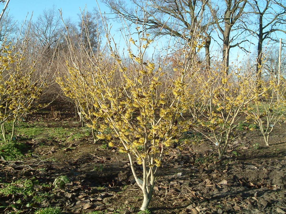 Hamamelis intermedia 'Westerstede' meerstammig / struik struik