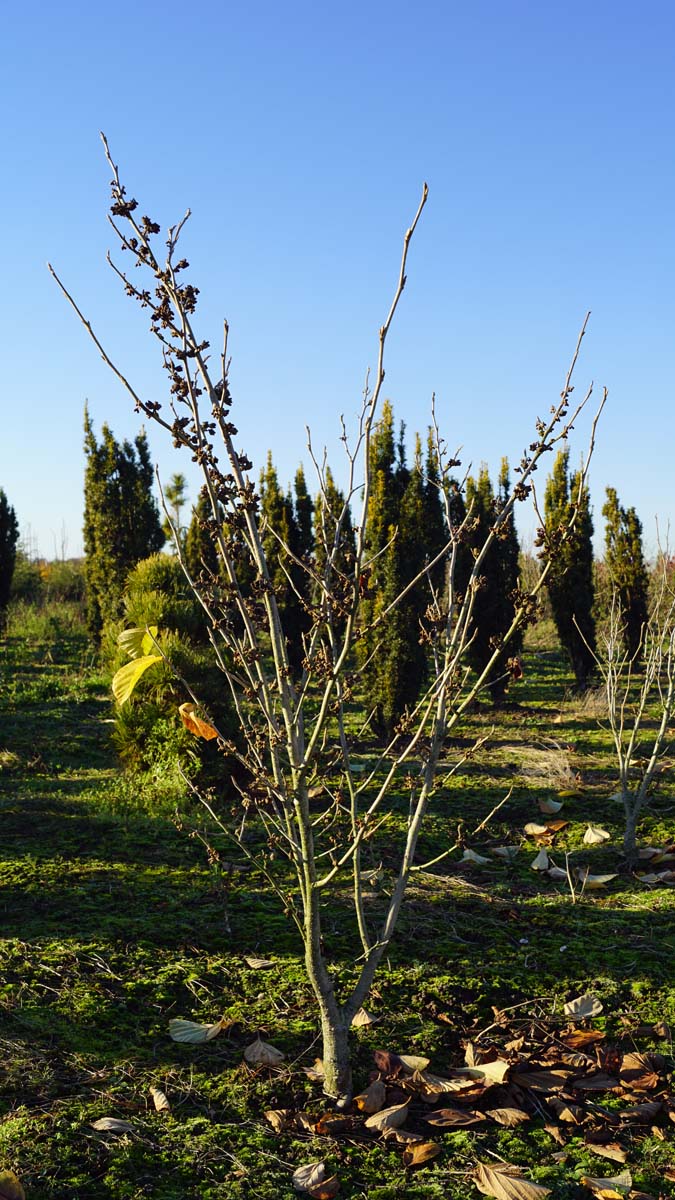 Hamamelis intermedia 'Westerstede' meerstammig / struik struik