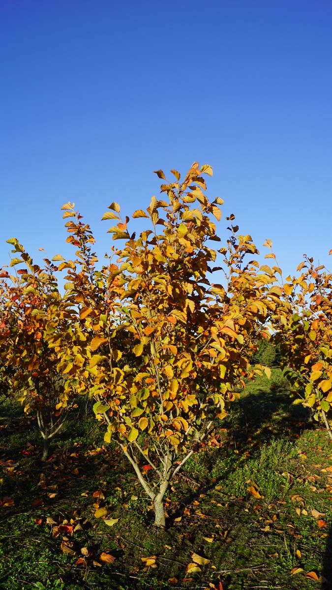 Hamamelis vernalis 'Amethyst' meerstammig / struik struik