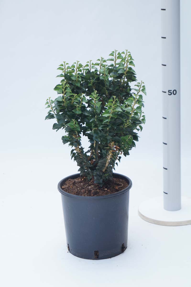 Hedera helix 'Erecta' Tuinplanten