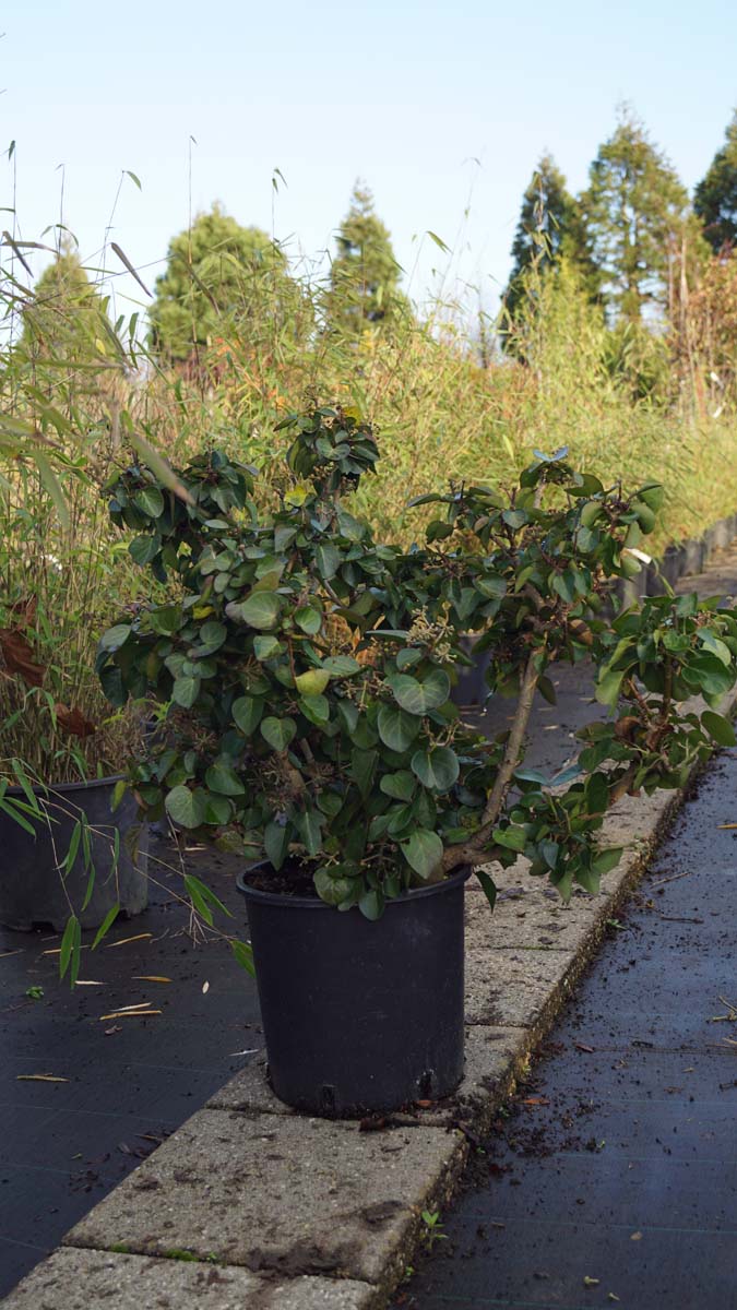 Hedera hibernica 'Arbori Compact'