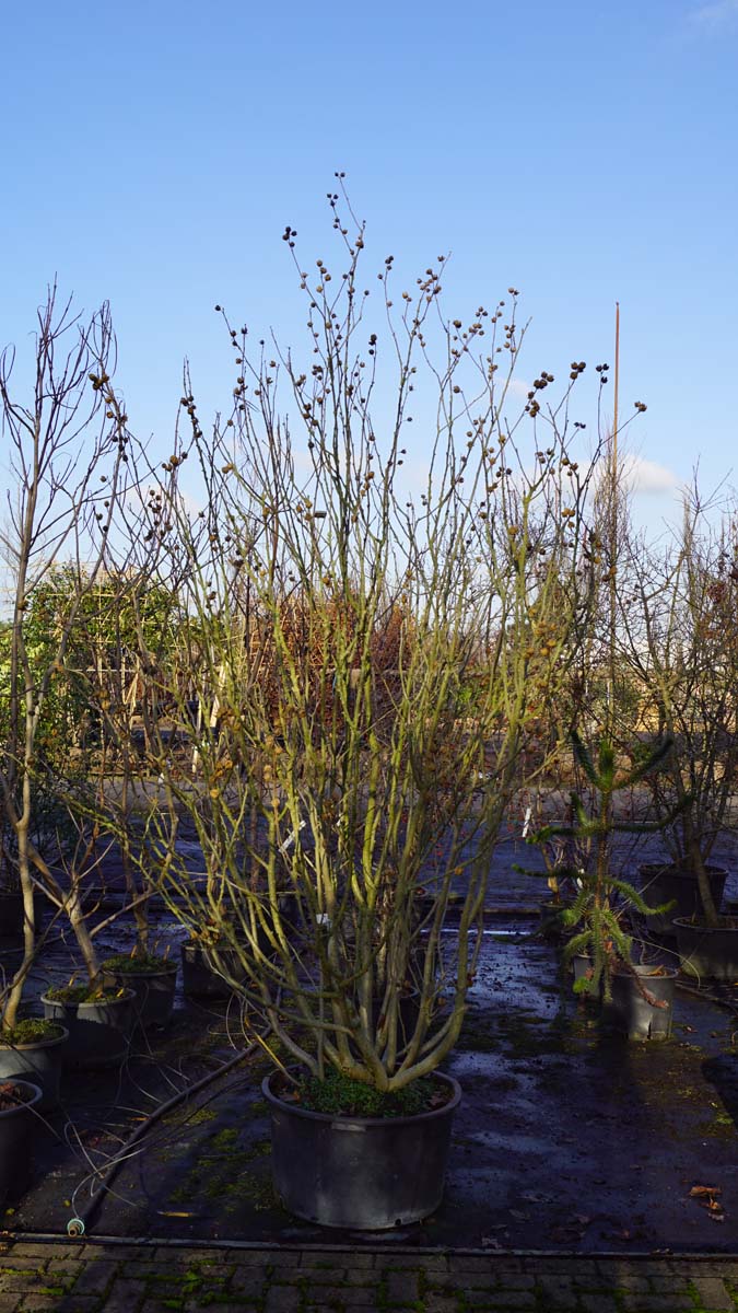 Hibiscus syriacus meerstammig / struik struik