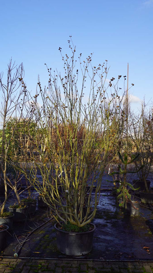 Hibiscus syriacus meerstammig / struik struik
