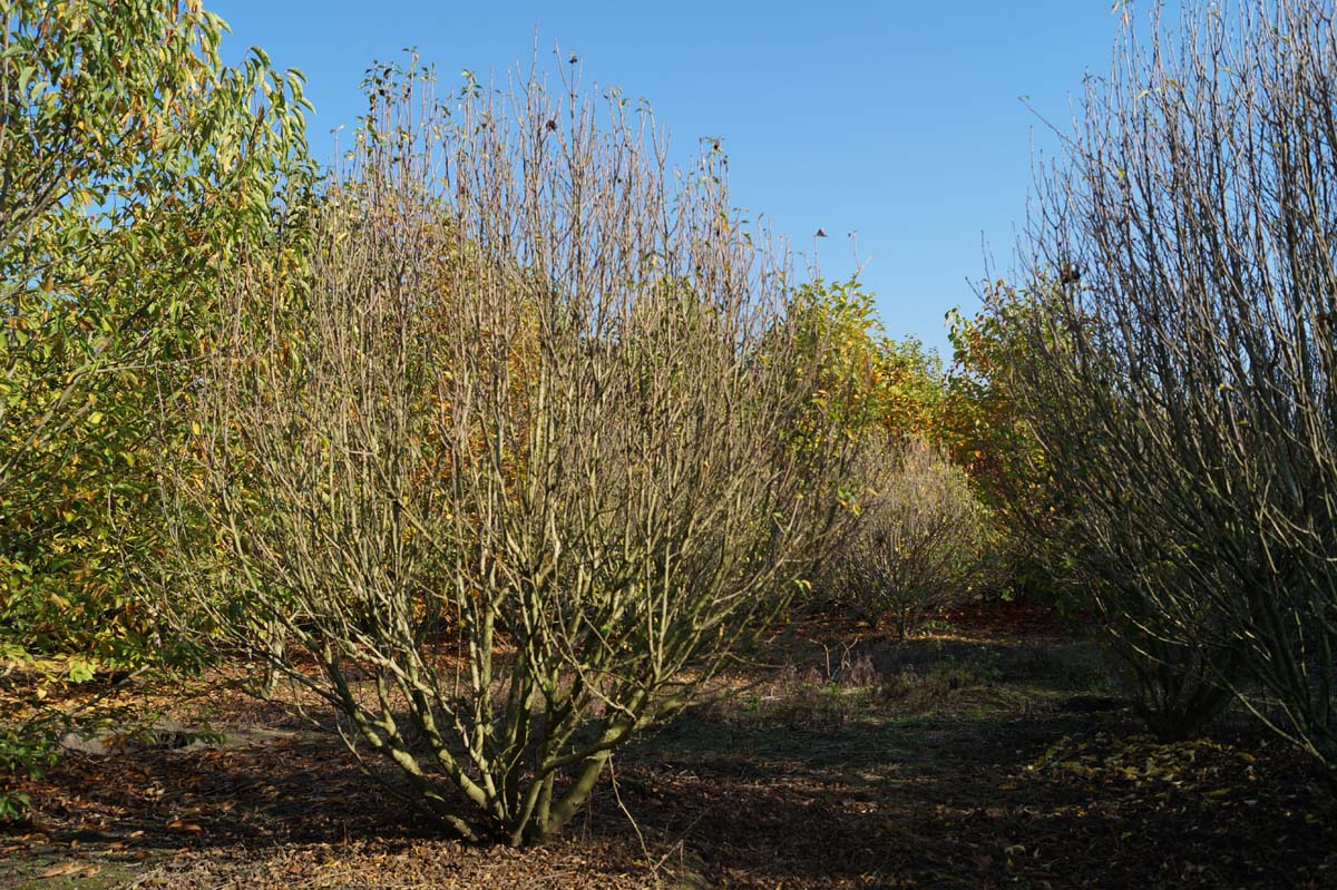 Hibiscus syriacus 'Aphrodite' meerstammig / struik struik