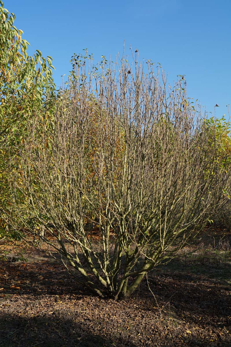 Hibiscus syriacus 'Aphrodite' meerstammig / struik struik
