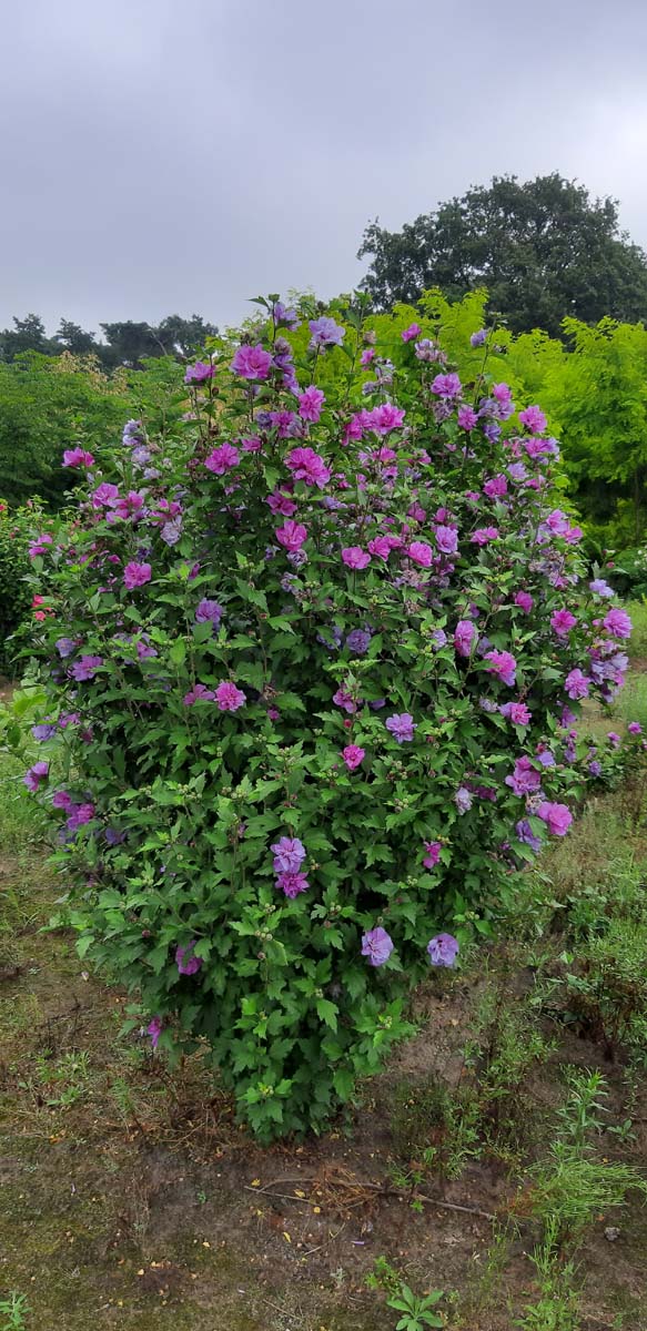 Hibiscus syriacus 'Ardens' meerstammig / struik struik