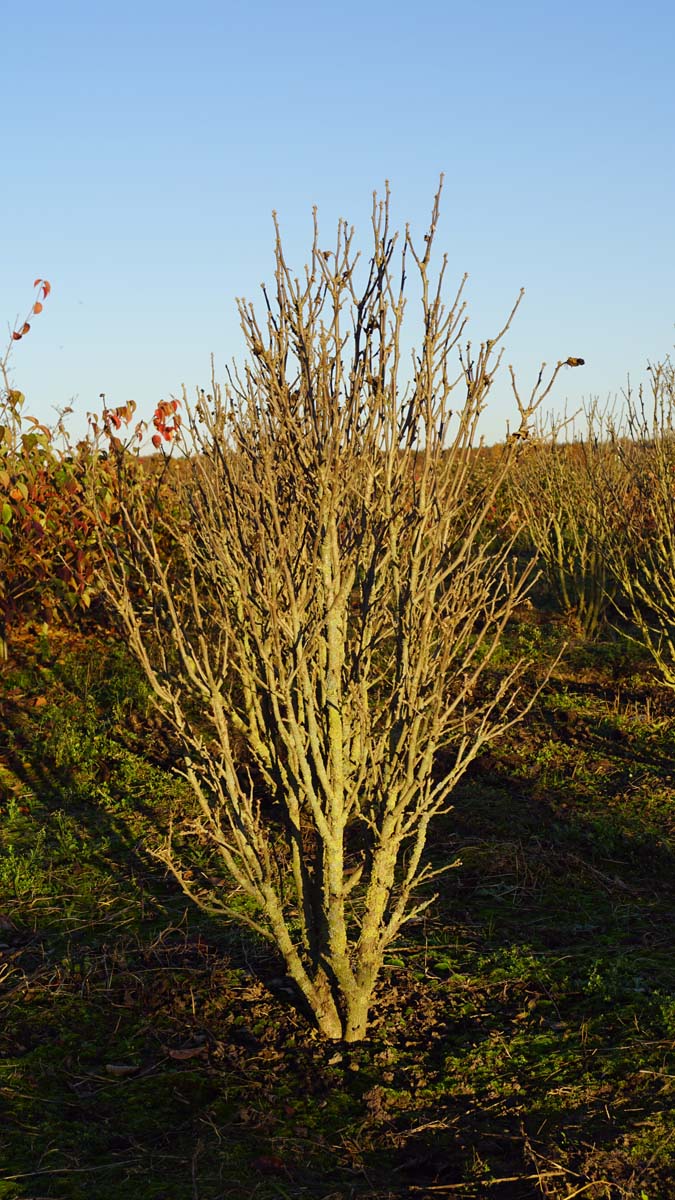 Hibiscus syriacus 'Ardens' meerstammig / struik struik
