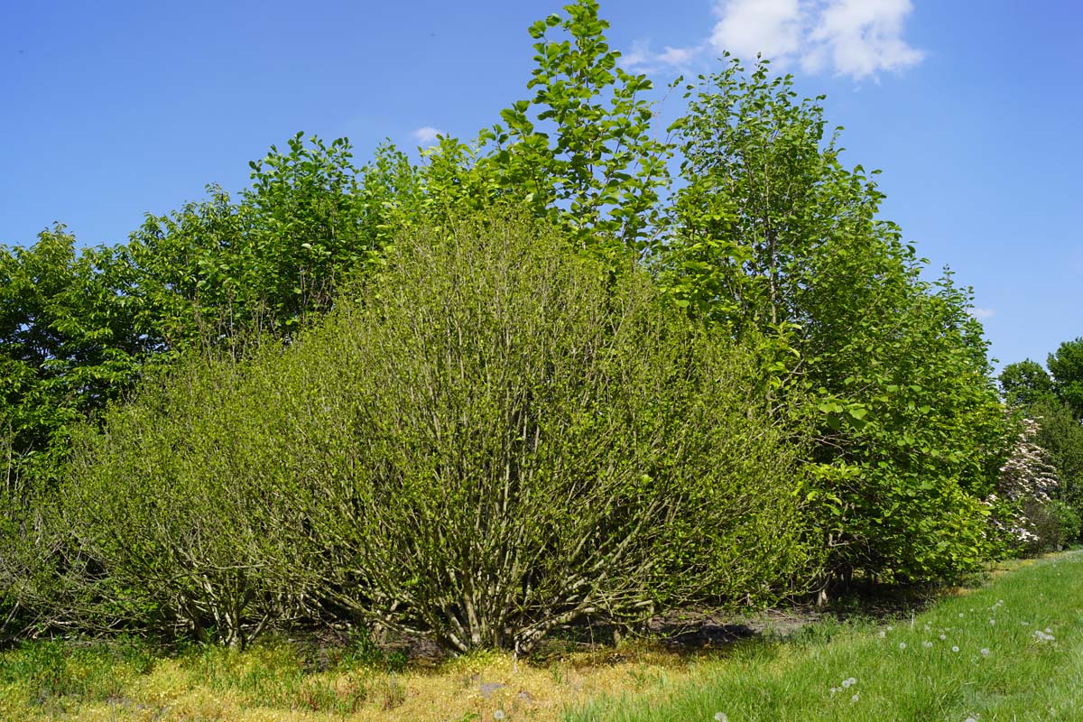 Hibiscus syriacus 'Ardens' meerstammig / struik struik