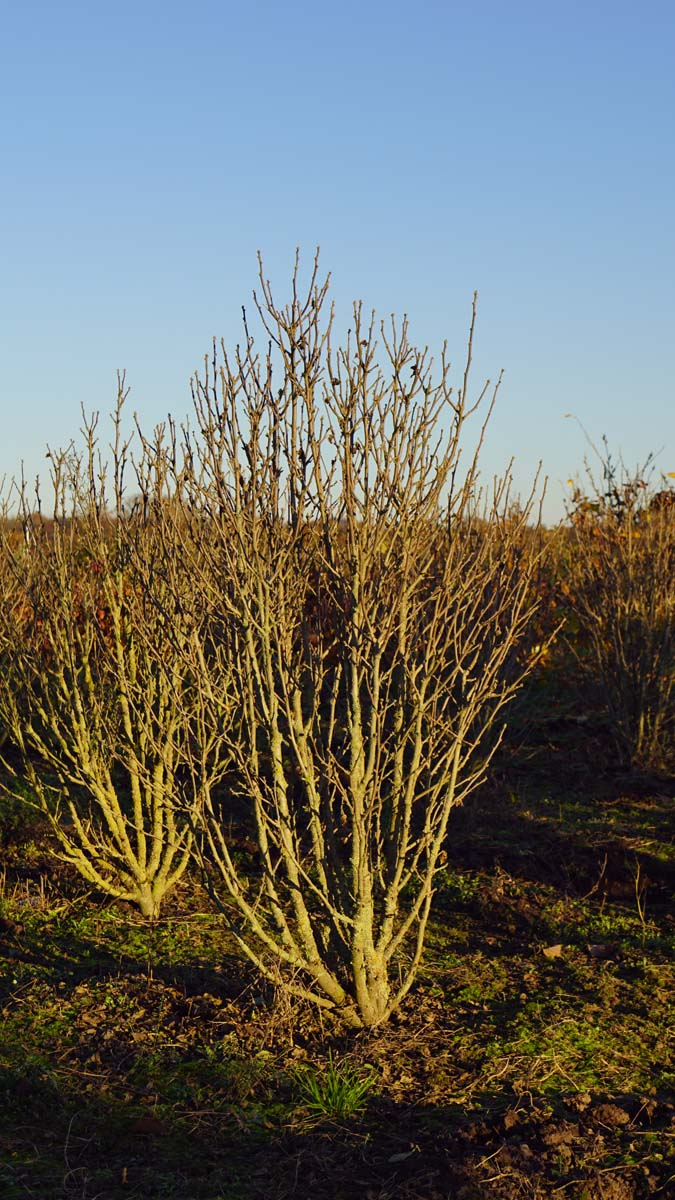 Hibiscus syriacus 'Ardens' meerstammig / struik struik