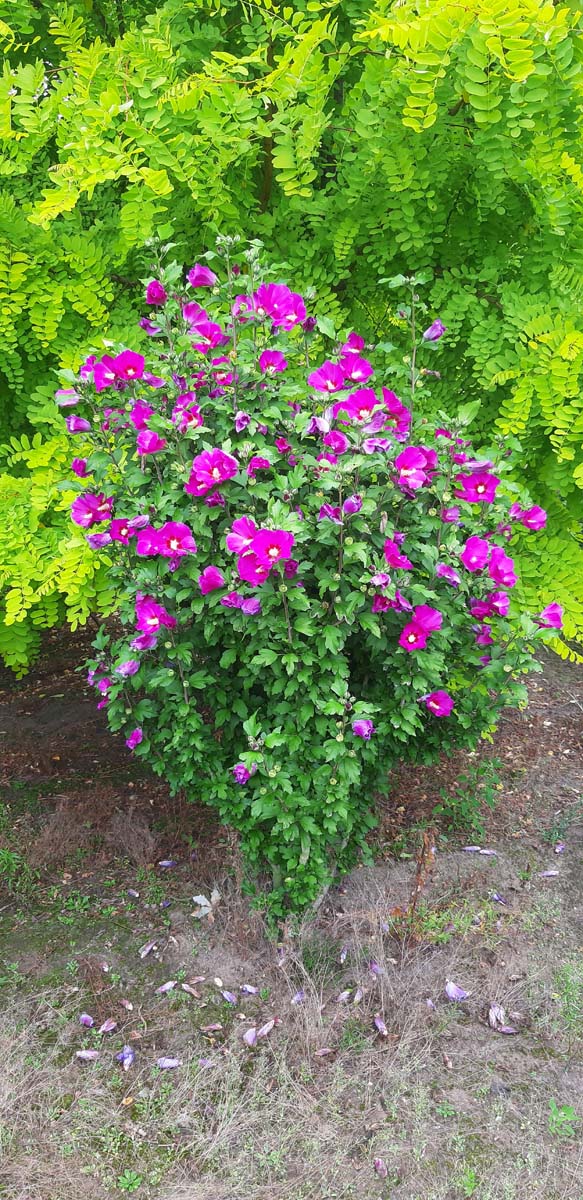 Hibiscus syriacus 'Floru' meerstammig / struik struik