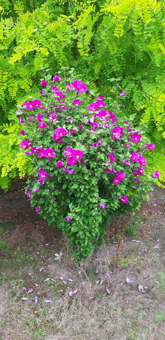 Hibiscus syriacus 'Floru' meerstammig / struik struik