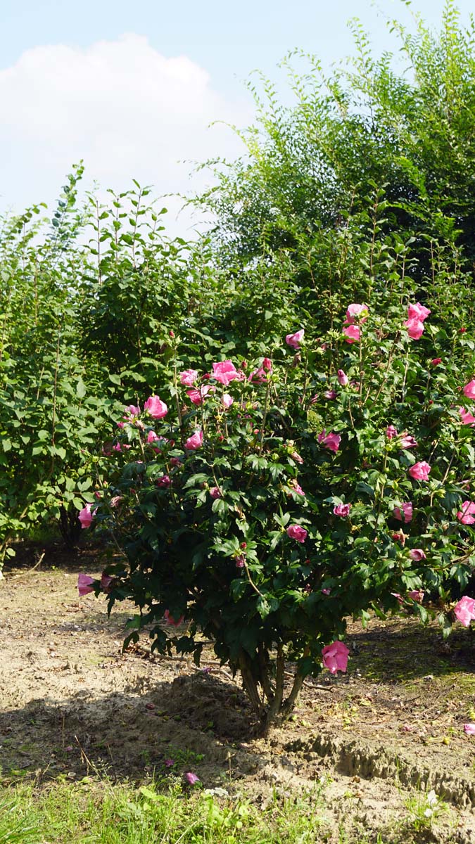Hibiscus syriacus 'Floru' meerstammig / struik struik