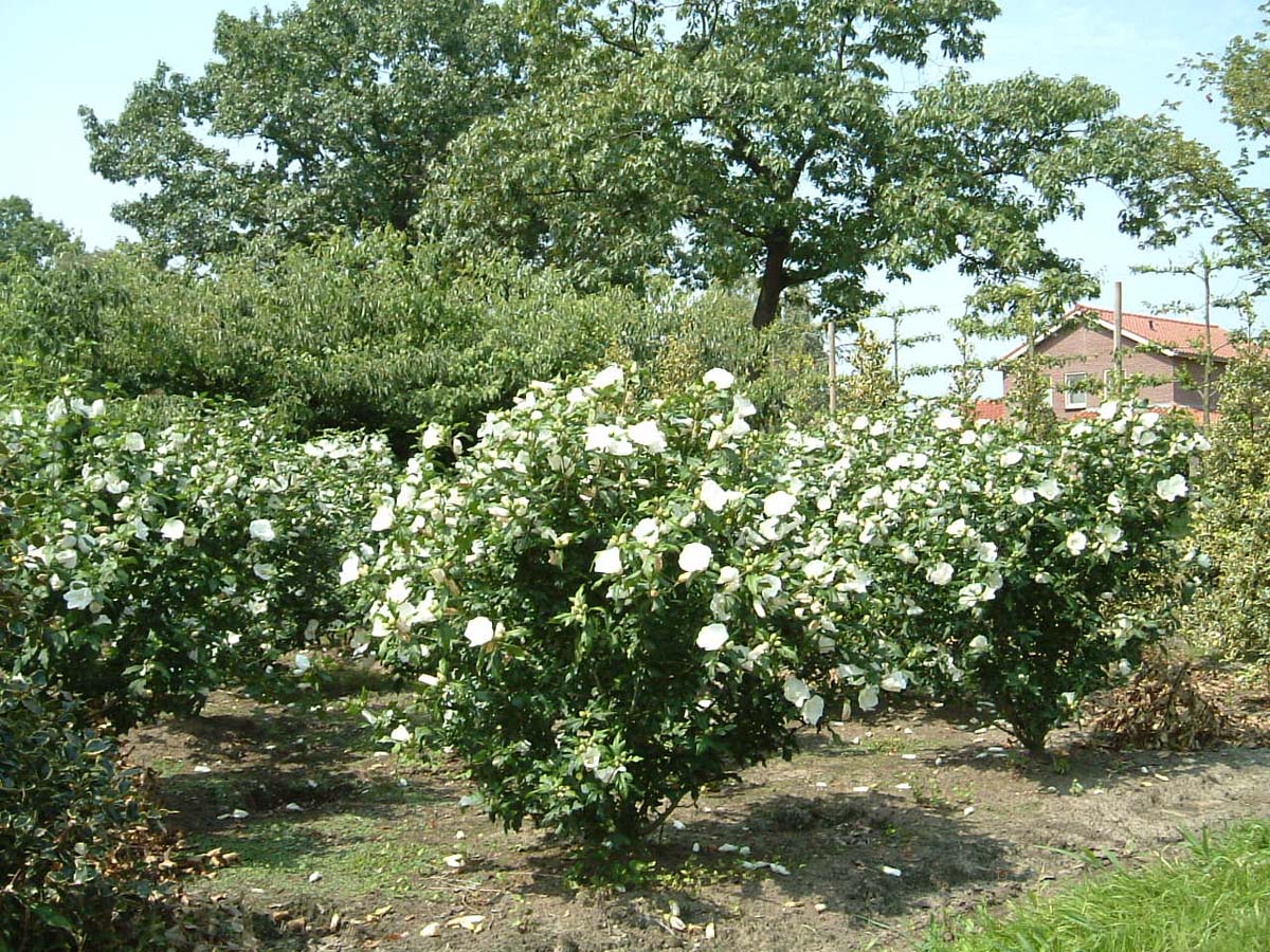 Hibiscus syriacus 'Hamabo' meerstammig / struik struik