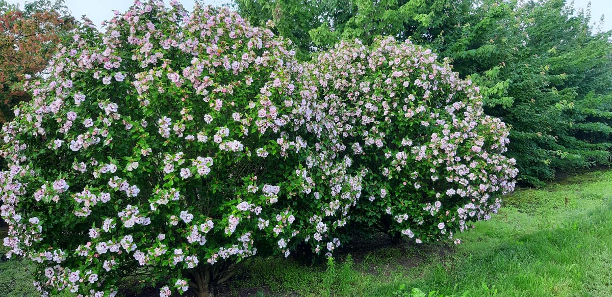 Hibiscus syriacus 'Lady Stanley' meerstammig / struik struik