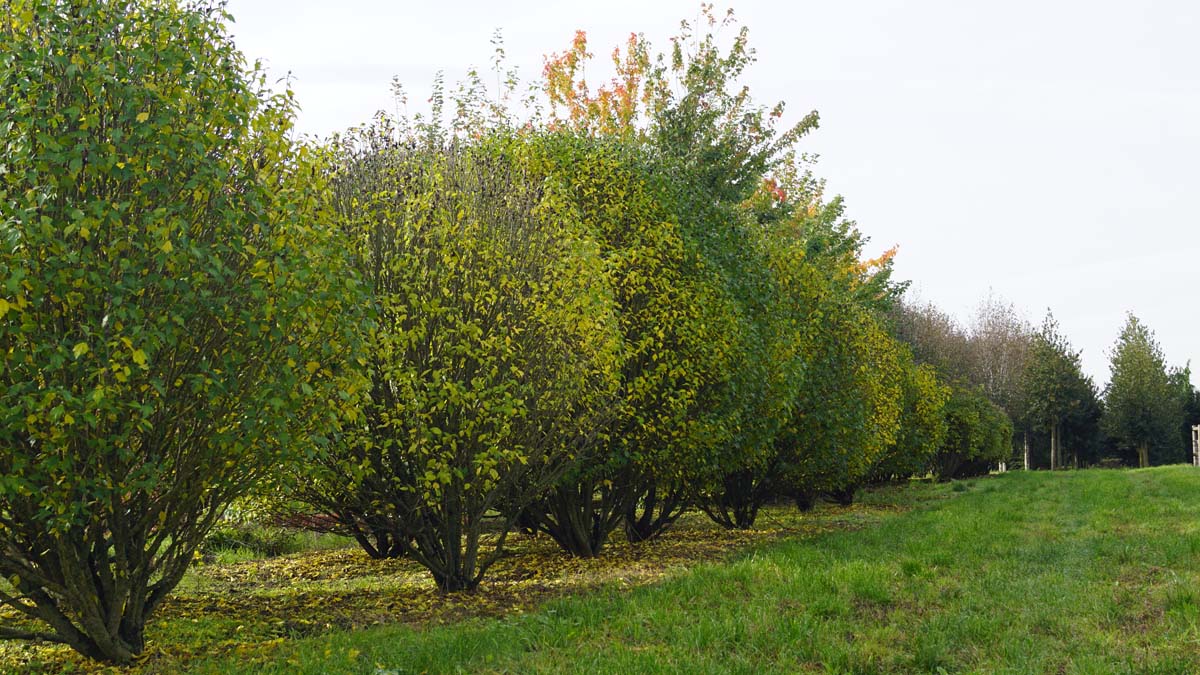 Hibiscus syriacus 'Lady Stanley' meerstammig / struik struik