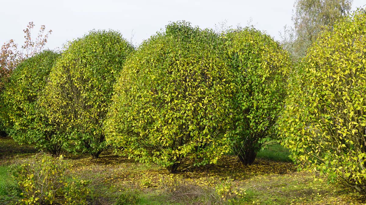 Hibiscus syriacus 'Lady Stanley' meerstammig / struik struik