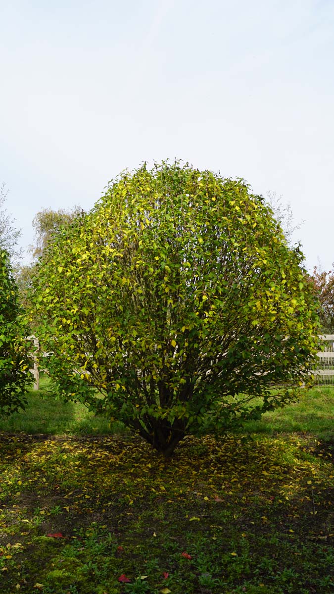 Hibiscus syriacus 'Lady Stanley' meerstammig / struik struik