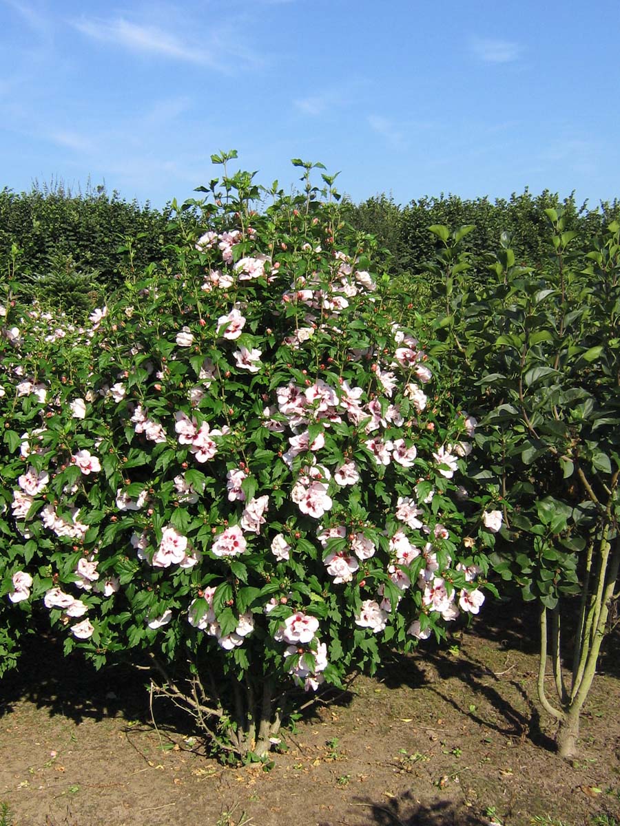 Hibiscus syriacus 'Lady Stanley' meerstammig / struik struik